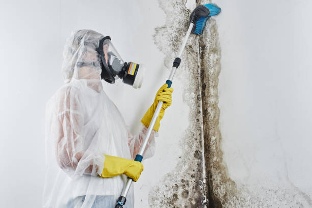 Best Same-Day Mold Removal  in Stuart, VA