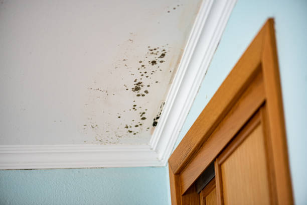 Best Commercial Mold Removal  in Stuart, VA