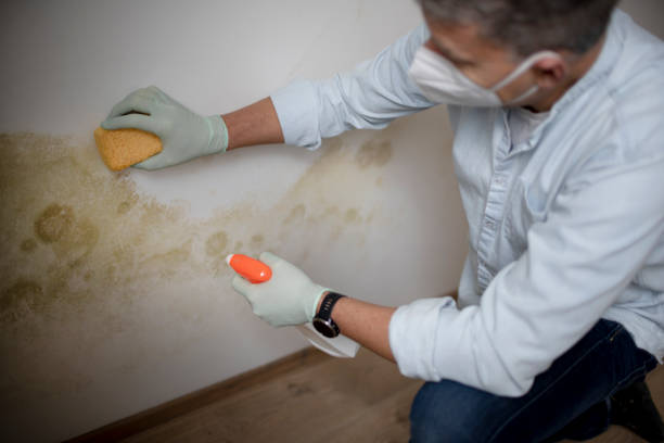 Trusted Stuart, VA Mold Removal Experts