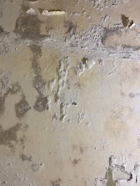 Best Mold Testing  in Stuart, VA