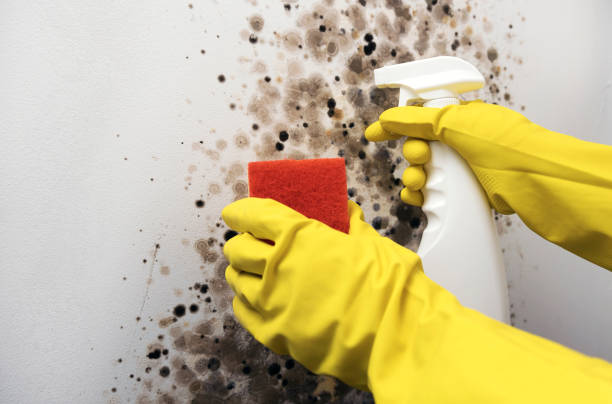 Best Professional Mold Removal  in Stuart, VA