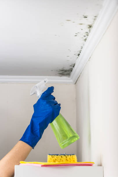 Best Toxic Mold Removal  in Stuart, VA