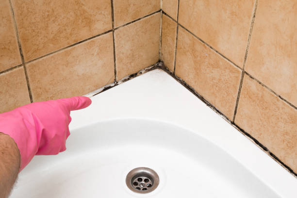 Best Black Mold Removal  in Stuart, VA